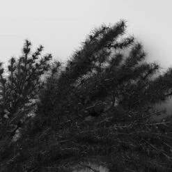 Halloween Grass Wreath Black - Threshold™ -EEK! Deals Store GUEST 135f1d1a 30c8 47a4 b104 5579e433304c