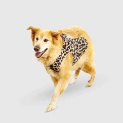 Halloween Leopard Cat And Dog Hoodie - Hyde & EEK! Boutique™ -EEK! Deals Store GUEST 5c3ac110 1787 48b9 aa4e 5135a9468dff